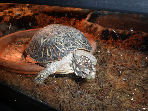 terrapene ornata ornata
