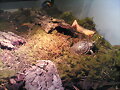 terrapene ornata ornata tomando el sol