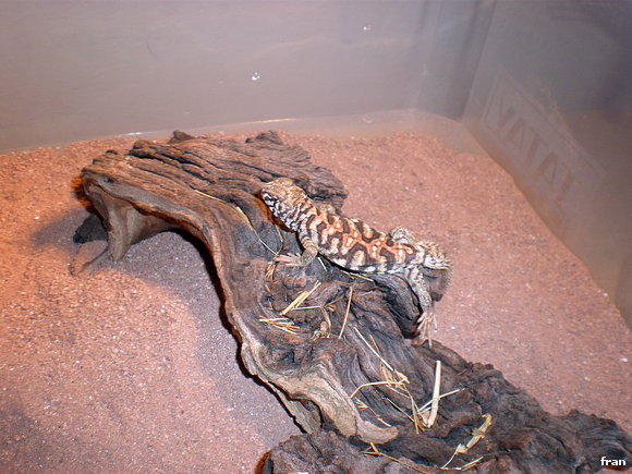 uromastyx ornata ornata