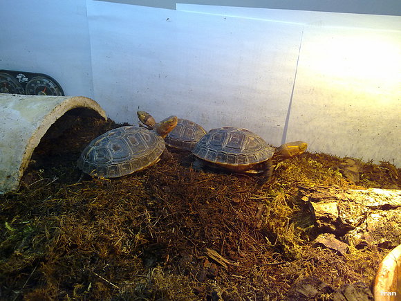 juveniles flavomarginatas