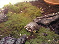 ornata desconfiada