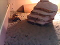 mi testudo kleinmanni hembra