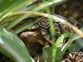 Stigmochelys pardalis