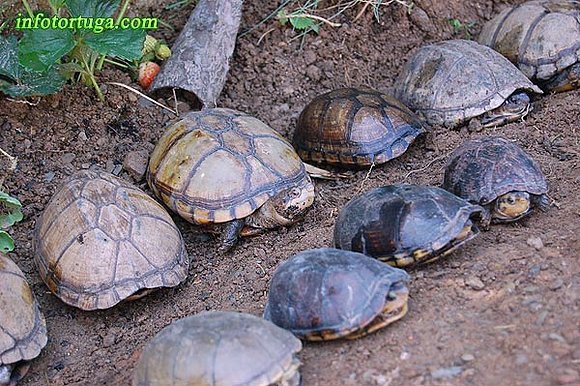 Kinosternon cruentatum