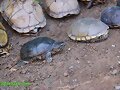 Sternotherus odoratus