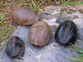 Grupillo de Kinosternon baurii