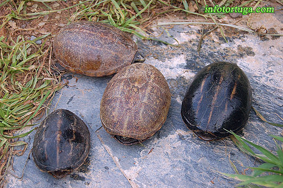 Grupillo de Kinosternon baurii