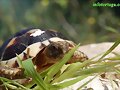 Testudo marginata