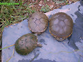 Kinosternon flavescens