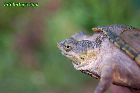 Kinosternon flavescens