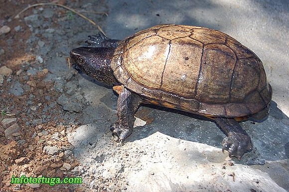 Macho de Kinosternon scorpioides