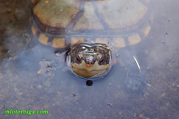 Kinosternon cruentatum