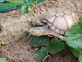 Kinosternon cruentatum albogulare