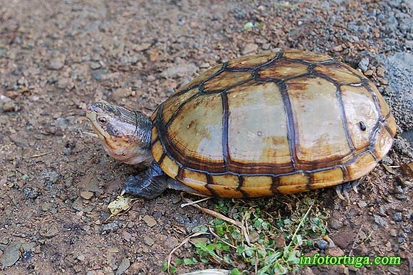 Kinosternon cruentatum albogulare