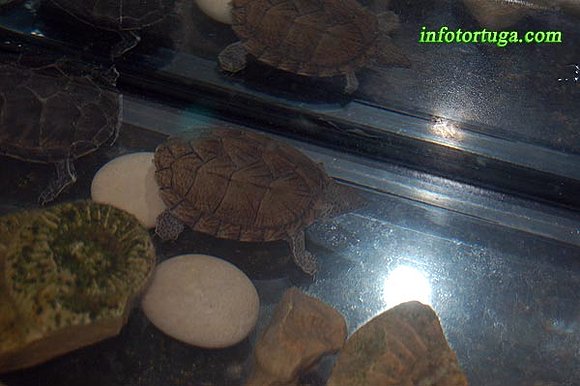 Sternotherus carinatus