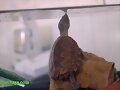 Sternotherus carinatus
