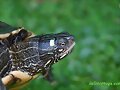Graptemys ouachitensis