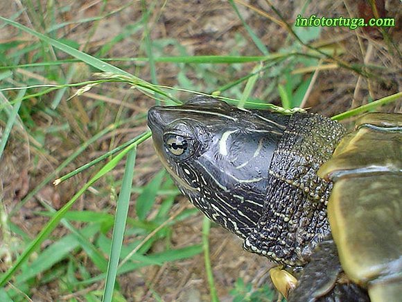 Graptemys pseudogeographica