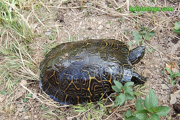 Pseudemys concinna