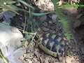 Testudo marginata
