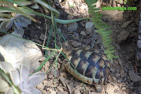 Testudo marginata