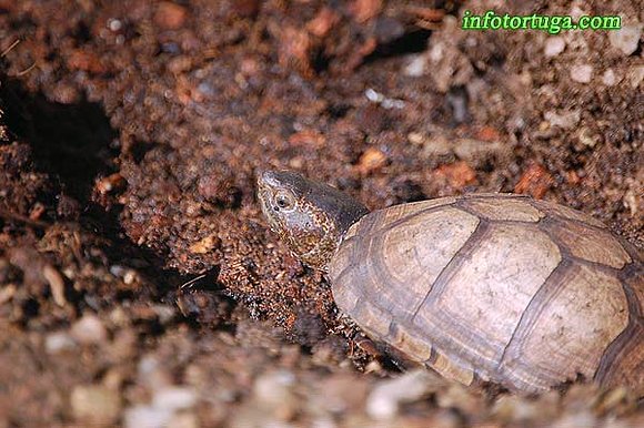 Macho de Kinosternon cruentatum