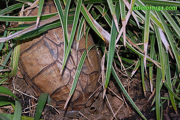 Hembra de kinosternon poniendo huevos