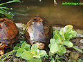 Hembras de Kinosternon cruentatum cruentatum