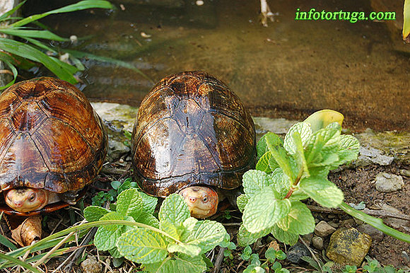 Hembras de Kinosternon cruentatum cruentatum