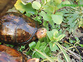 Hembra de kinosternon cruentatum