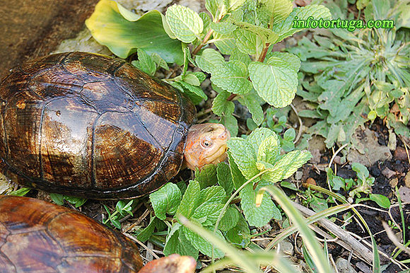 Hembra de kinosternon cruentatum