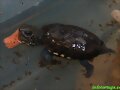 Cr&iacute;a de Kinosternon scorpiodes