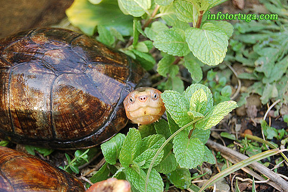 Kinosternon cruentatum