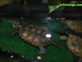 Mauremys japonica