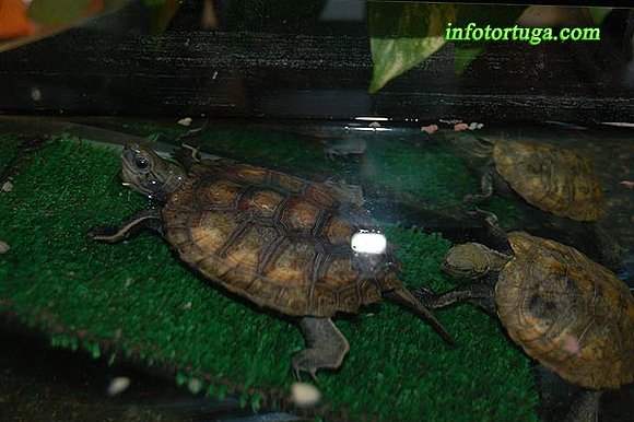 Mauremys japonica