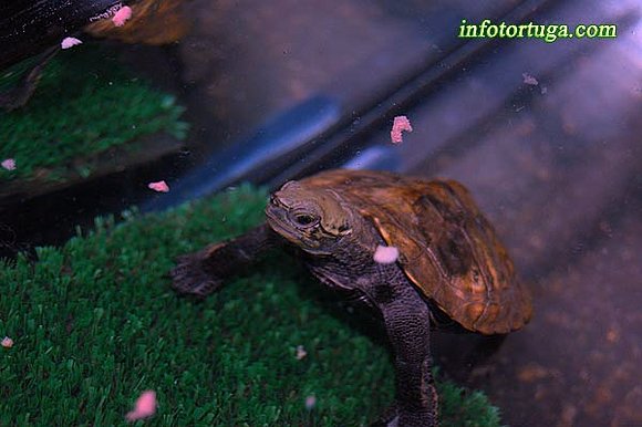 Mauremys japonica