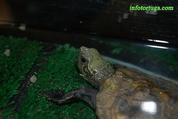 Mauremys japonica