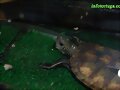 Mauremys japonica