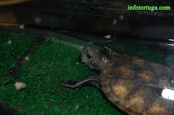 Mauremys japonica