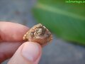 Sternotherus carinatus