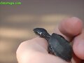 Sternotherus odoratus