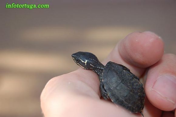Sternotherus odoratus