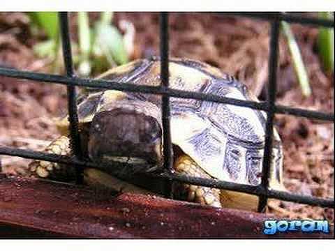 Comportamiento agresivo en la tortuga... porque?