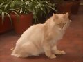 Mil&iacute;n, mi a&ntilde;orado gato