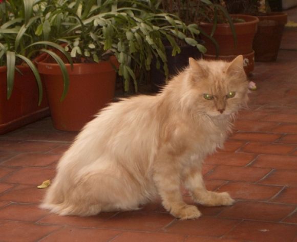 Milín, mi añorado gato