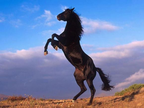 Mi animal favorito