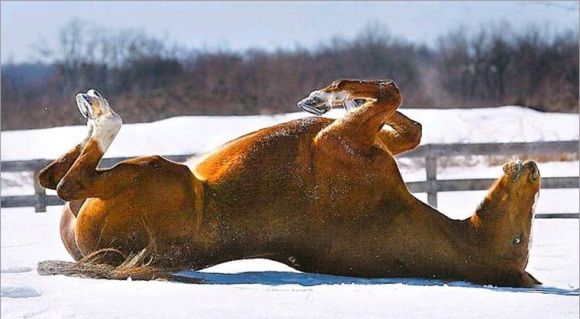 El relax del caballo