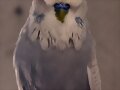 Macho spangle gris