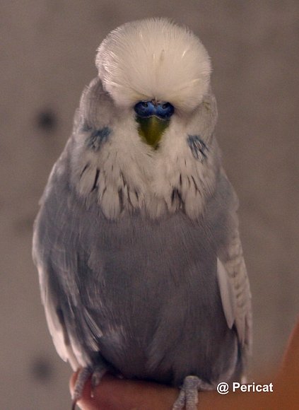 Macho spangle gris