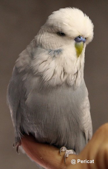 Macho spangle gris
